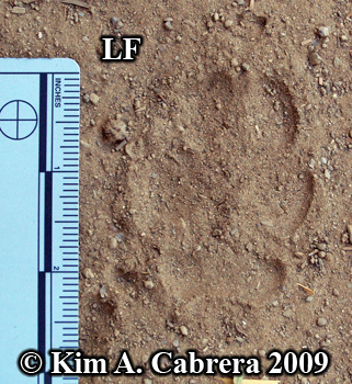 Coyote track left front paw. Photo copyright by Kim A. Cabrera 2009.