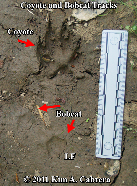 Animal Tracks Coyote Canis Latrans 