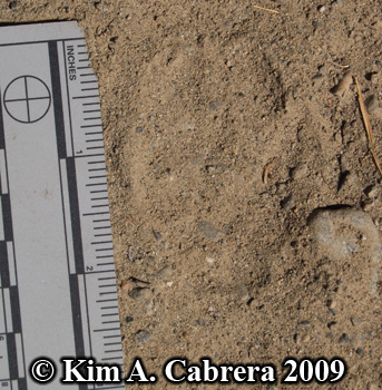 Coyote track hind paw. Photo copyright by Kim A. Cabrera 2009.