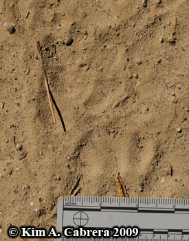 Coyote track on top of mountain lion track. Photo copyright by Kim A. Cabrera 2009.