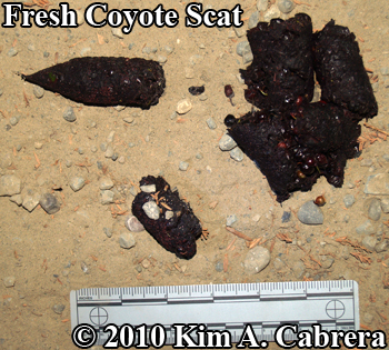 Fresh
                  coyote scat. Photo copyright Kim A. Cabrera