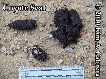 hours
                    old coyote scat. Photo copyright Kim A. Cabrera