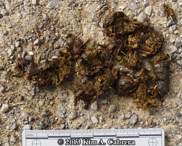 coyote scat
                showing contents