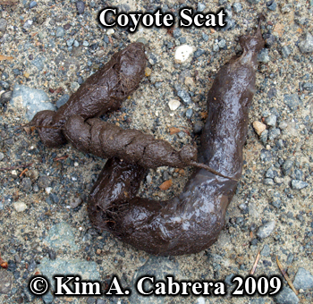 Coyote
                  scat found in a dirt road. Photo copyright by Kim A.
                  Cabrera 2009.