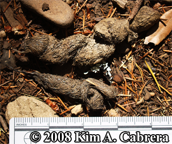 Coyote
                  scat with fur from prey. Photo copyright 2008 by Kim
                  A. Cabrera.