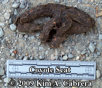 Coyote
                  scat on a dirt road. Photo copyright 2009 by Kim A.
                  Cabrera.
