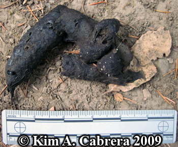 Coyote
                  scat found on trail. Photo copyright by Kim A. Cabrera
                  2009.