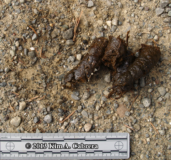 coyote scat and urine mark