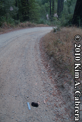location of coyote scat deposited on dirt road.
                    Photo copyright Kim A. Cabrera