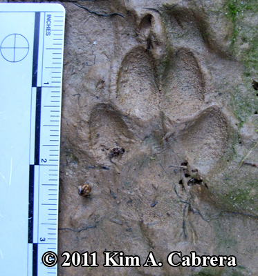 coyote
                    track in mud