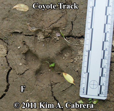Animal Tracks Coyote Canis Latrans 