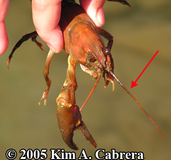 crayfish showing its antennae