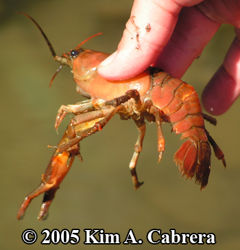crayfish from the Eel River