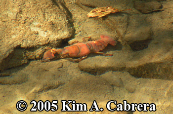 crayfish in the Eel River