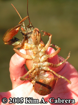 underside of a crayfish