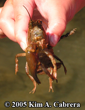 Eel River crayfish