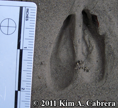 perfect deer track