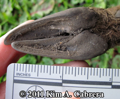 bottom of a
                    deer hoof