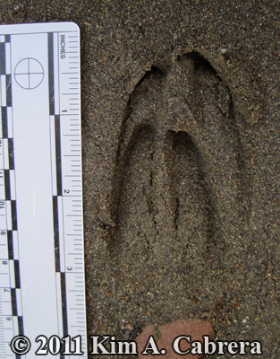 deer
                    tracks in wet sand