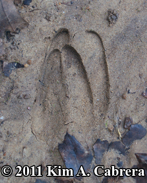 pair of
                    deer tracks