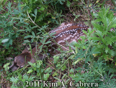 fawn
                    hidden in the grass