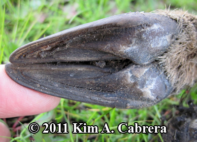 deer hoof