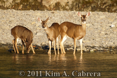 three does about to cross the river