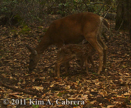 fawn
                    nursing