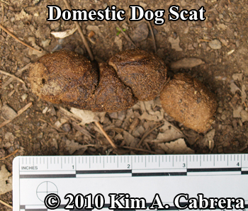 domestic dog
                      scat. Photo copyright Kim A. Cabrera