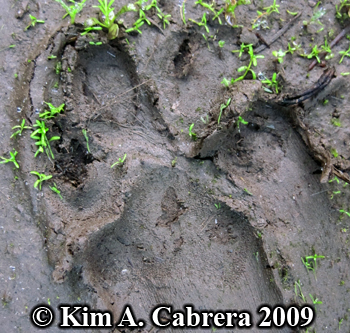 Dog
                      track distorted. Photo copyright Kim A. Cabrera