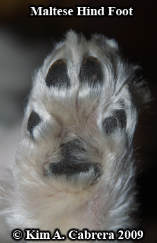 Maltese hind foot. Photo copyright Kim A.
                      Cabrera
