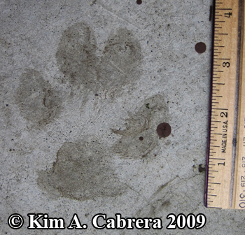 mastiff track. Photo copyright Kim A.
                      Cabrera