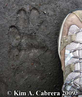 mastiff track. Photo copyright Kim A.
                      Cabrera