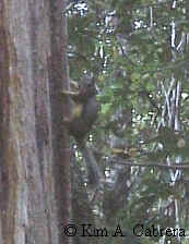Douglas' squirrel
                  scolding me from a tree.