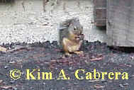 Douglas
                  squirrel ad nut.