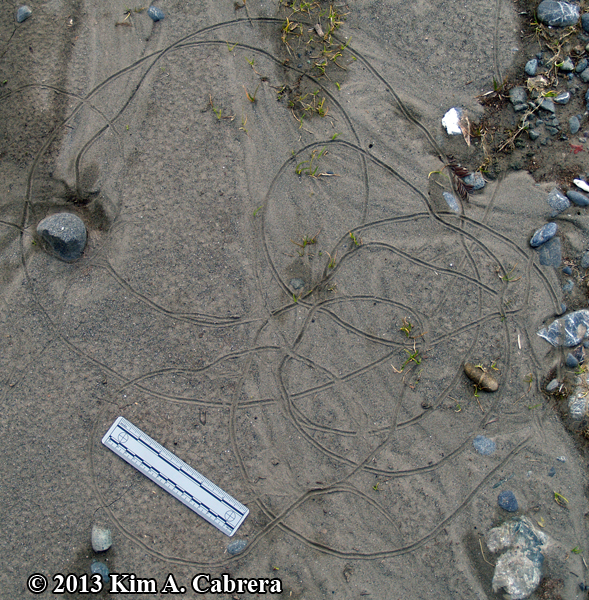 earthworm trails in
                  mud