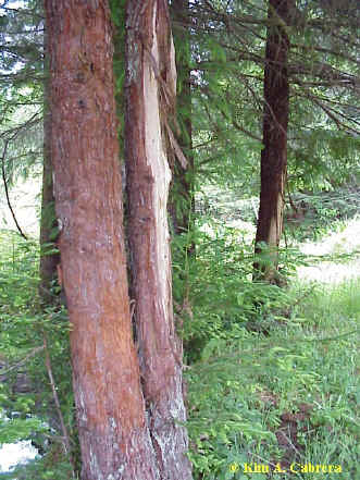 Territorial rub markings on trees.