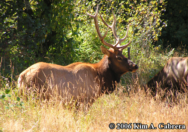 two bull
                  elk