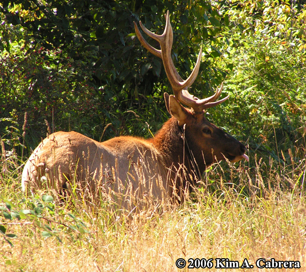 bull
                  elk with tongue sticking out