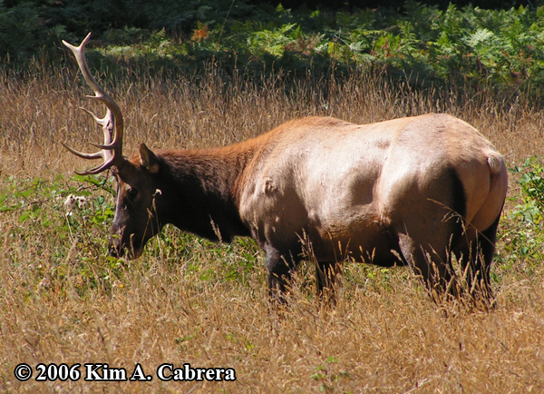 bull elk
                  feeding