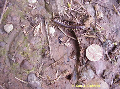 Elk
                  track and a millipede