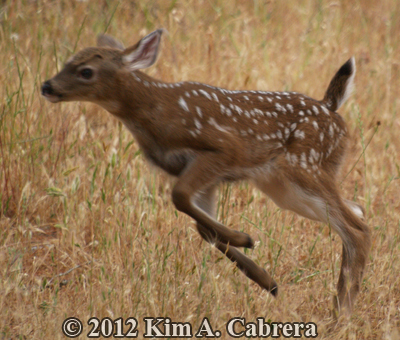 fawn playing in the grass