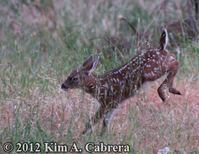 fawn kicking up its heels