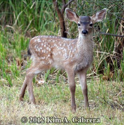 little fawn
                    watching me