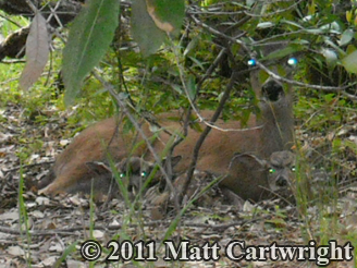 newborn
                    fawns