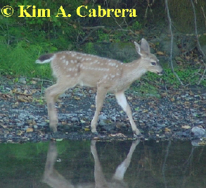 Fawn with
                  spots near Albee Creek, Humboldt Redwoods State Park,
                  CA. August 16, 2001. Photo by Kim A. Cabrera.