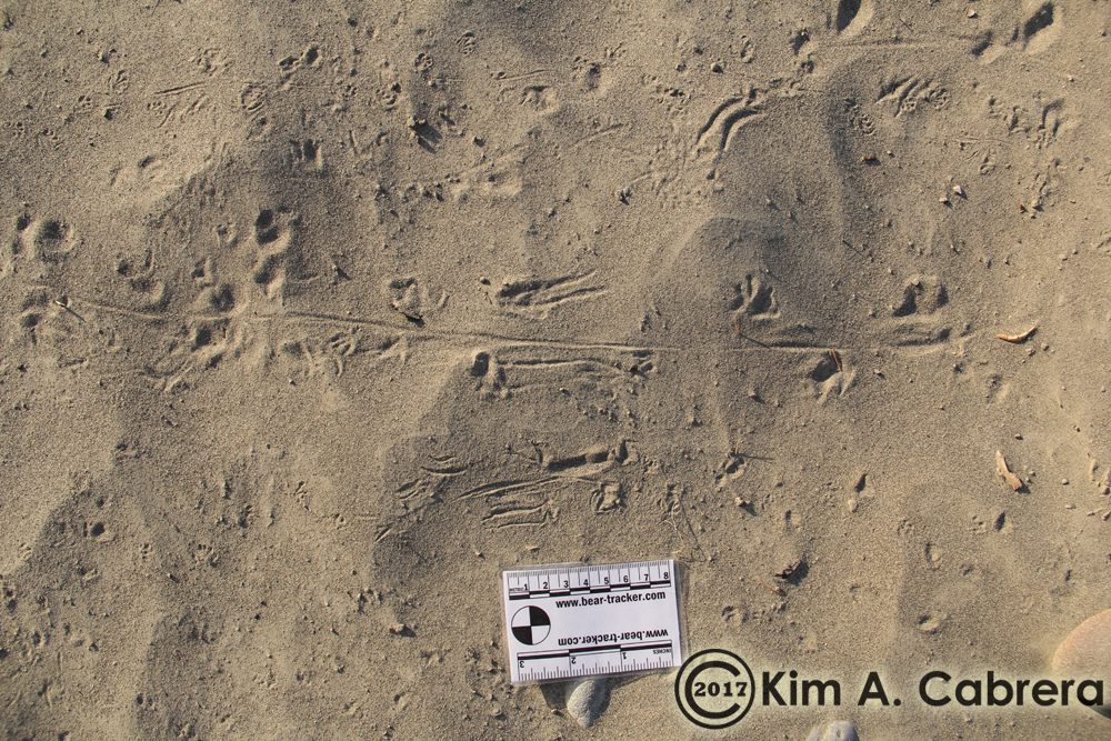 western fence lizard tracks