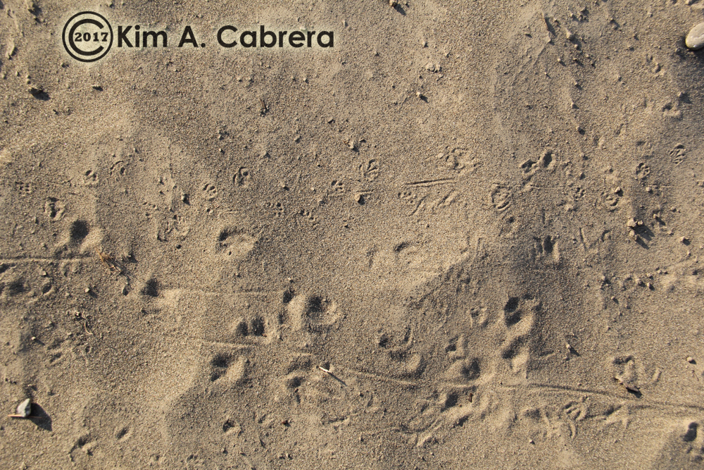 western fence lizard tracks
