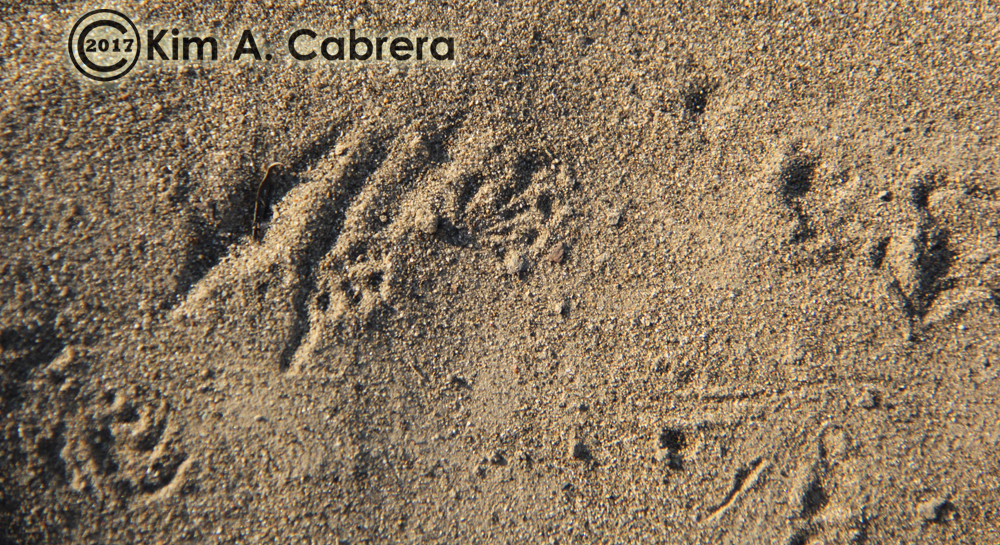 western fence lizard tracks