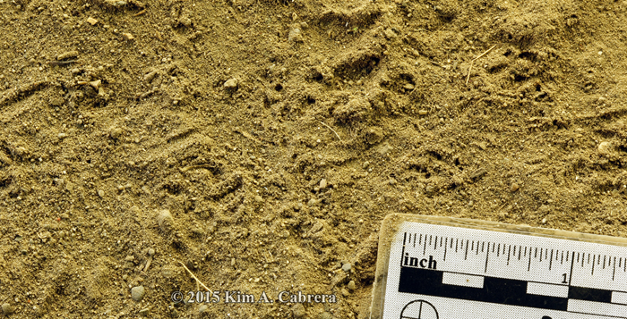 western fence lizard tracks